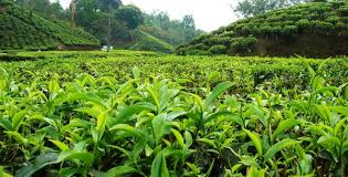  CPEC to help boost tea cultivation along its route