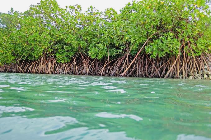  China for conserving Pakistan’s mangroves