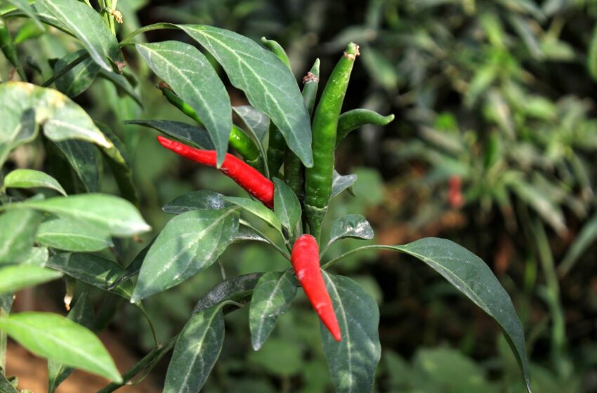  100 acres of pilot Chilli project under Pak-China alliance completed
