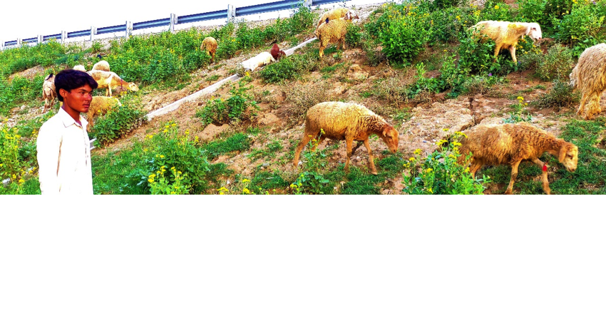  CPEC’s M-14 to help boost livestock farming