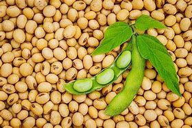  Pakistan preparing for mass-scale cultivation of soybeans with China’s help