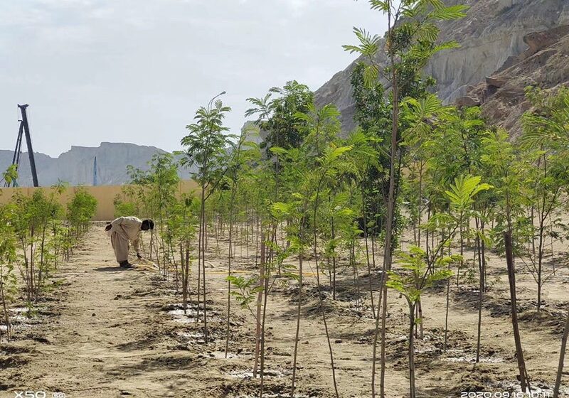  China, Pakistan to cooperate on Tropical Arid Non-wood Forest