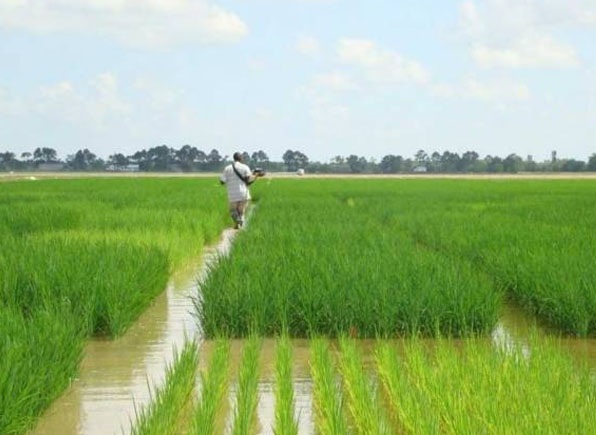 Pakistan has developed new Green Super Rice with China’s help: PARC chief