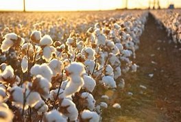 CPEC: Pakistan eyes 50% cotton production growth with Chinese help