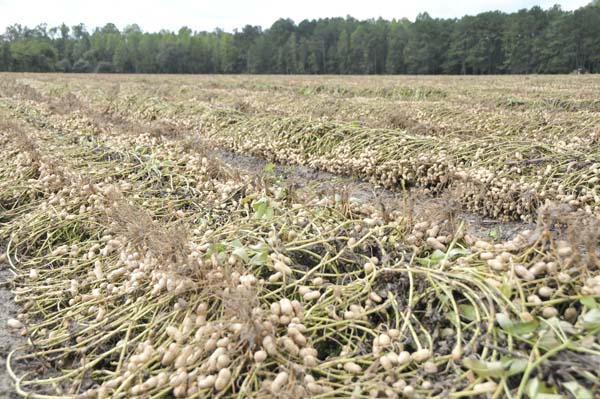 Joint Pakistan-China peanut cultivation can counter high edible oil prices