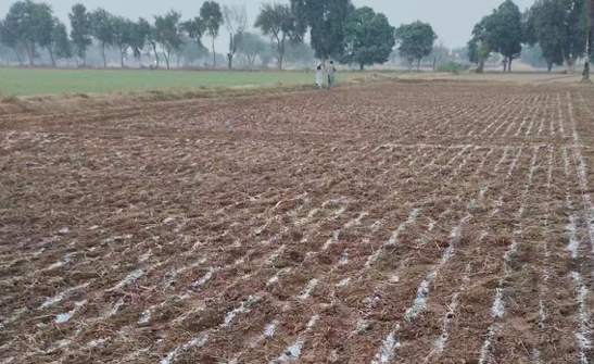  Pakistan’s first wheat-chickpea strip intercropping demonstration starts