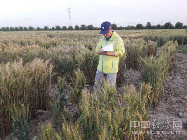  New achievement: Beijing hybrid wheat bumper harvest in Pakistan’s semi-arid climate
