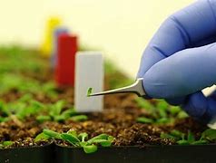  Nanotechnology for high-yield agriculture promotes Pak-China cooperation