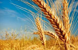  Yunnan province cooperates with Pakistan to boost wheat production