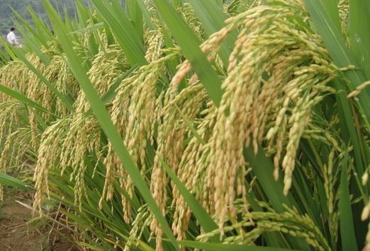  Pakistan’s rice exports to China increased 133% in 2021