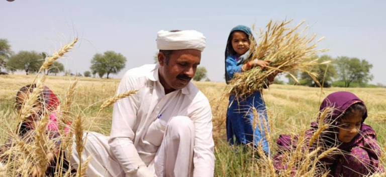 Hybrid Wheat Expected To Bring Revolution In Pakistani Agriculture Sector The Daily CPEC