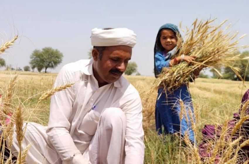  Hybrid wheat expected to bring revolution in Pakistani agriculture sector