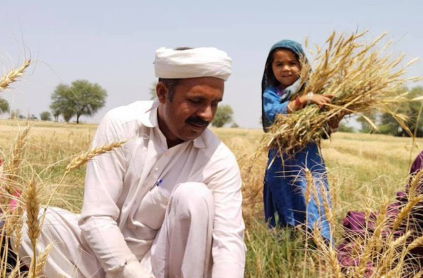 Hybrid wheat expected to bring revolution in Pakistani agriculture ...