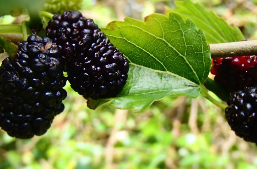  Experts call for Pak-China cooperation in mulberry seeds