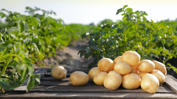  Pakistan to boost potato industry with Chinese Expertise, says Commercial Counselor