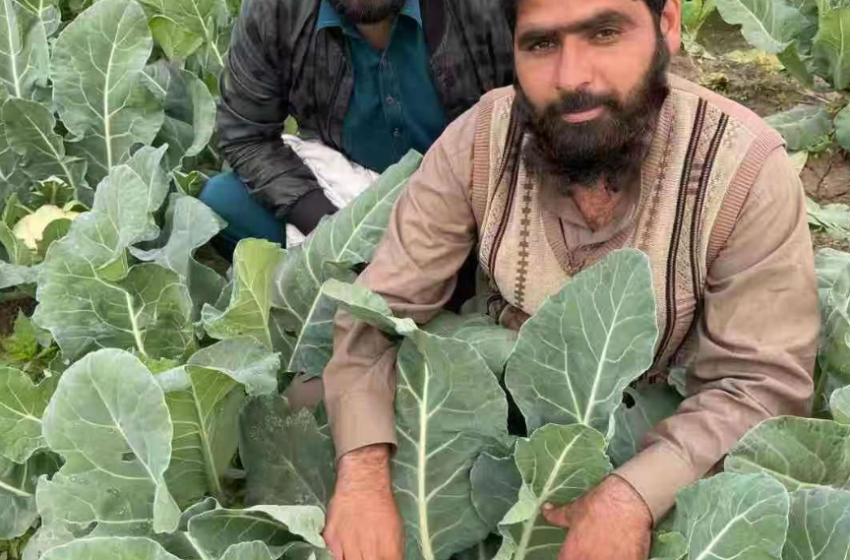  Cauliflower opens up new chapter for China-Pak agricultural coop
