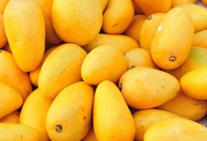  Pakistani mangoes set to enter Chinese market next week