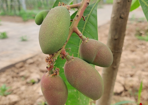  China-Pak coop: up grading Pakistan mango production