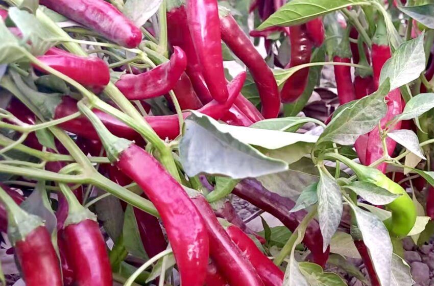  300-acre Pak-China Red Chilli Contract Farm achieving bumper harvest