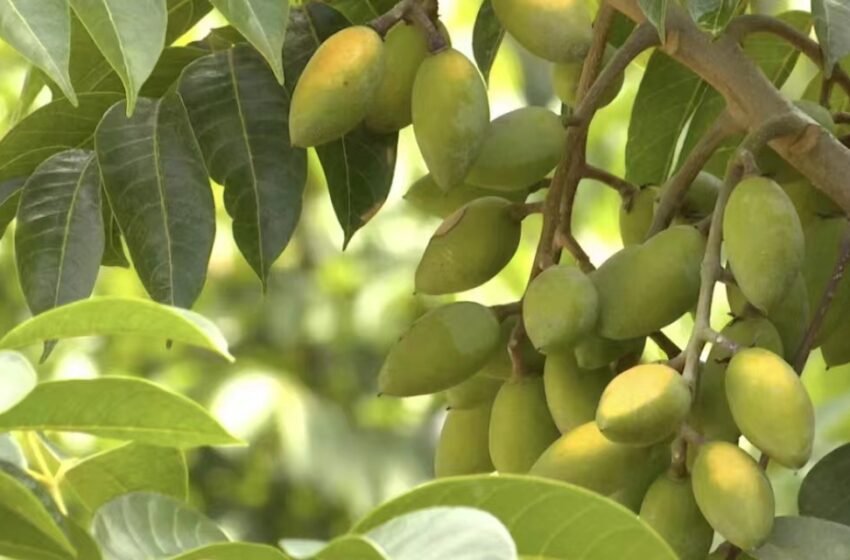  Pak-China olive cooperation possesses immense potential
