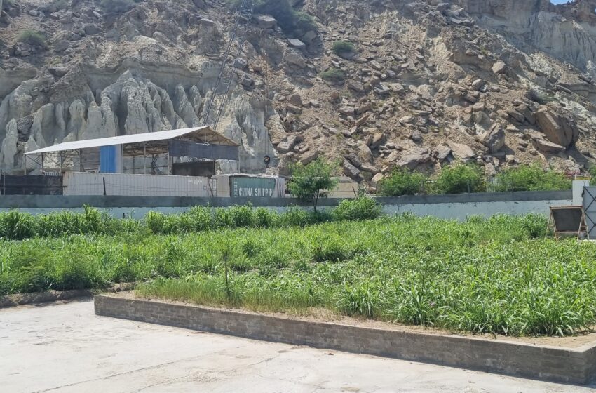  BRI’s 10 years: Gwadar Port’s “King Grass” booster for livestock, poverty eradication