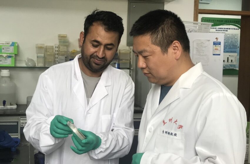  Researchers from China, Pakistan develop new method to treat celiac disease