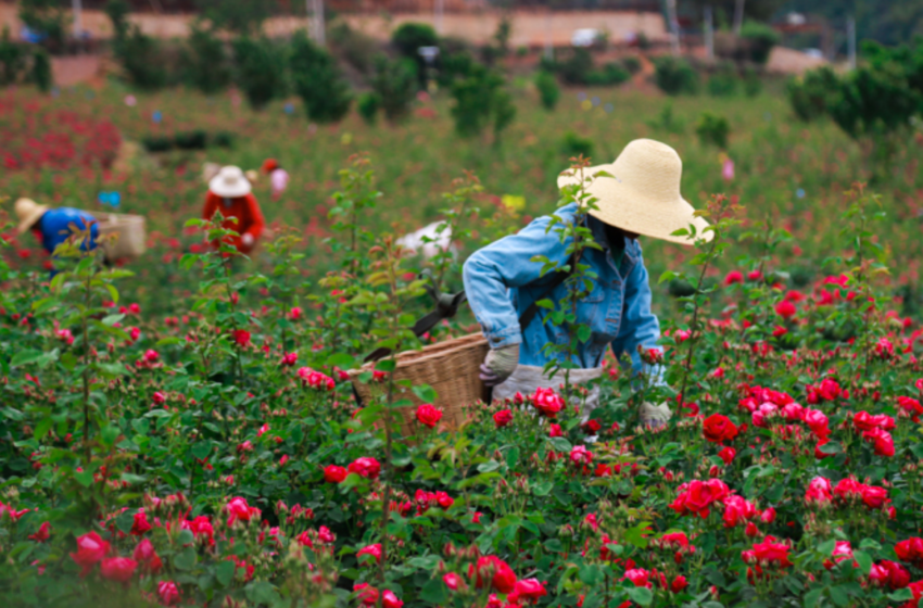  A rosy future for Pak-China floriculture collaboration