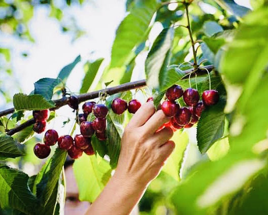  Pakistani cherries get Chinese market access after 12 years work