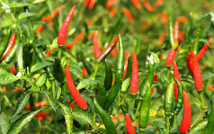 Pak-China to sign export and technical collaboration agreement on hybrid chilli