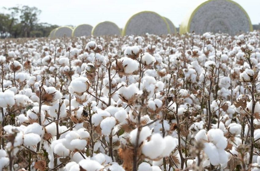  Sino-Pak Cotton Planting and Production Seminar Held to Secure Pakistan’s Cotton Yield