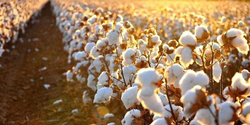  Chinese Model in cotton production suggested