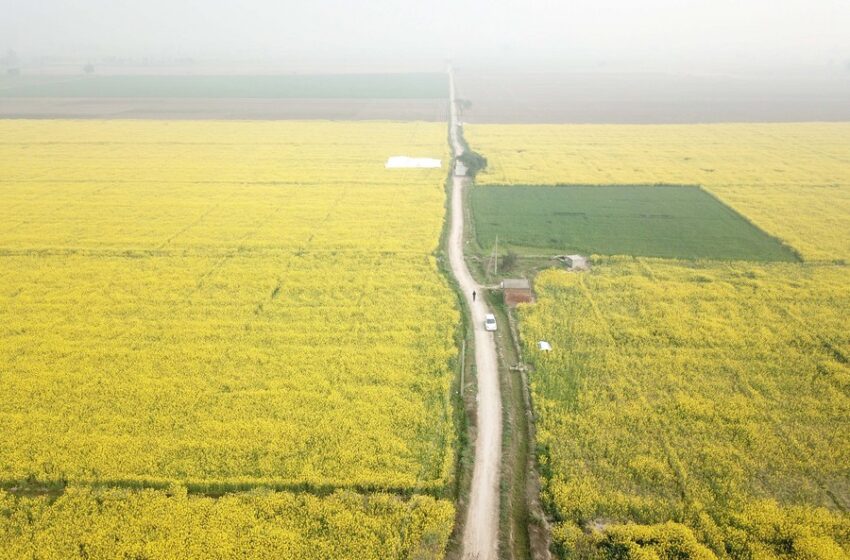  Pakistan and China Enhance Academic Cooperation in Rapeseed Research