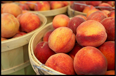  PCJCCI keen to boost Peach industry in Swat
