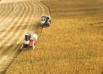 Xinjiang Sets Wheat Yield Records in China
