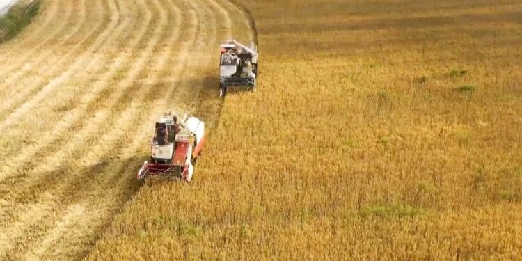 Xinjiang Sets Wheat Yield Records in China