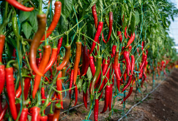  Chinese chili project partners with local farmers for 10,000 acres of chili cultivation