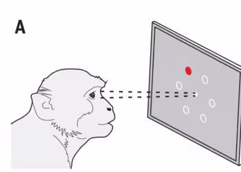 Chinese scientists unveil neural mechanisms of sequence sorting in macaque monkeys' brain