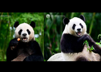 Chinese scientists cultivate giant panda stem cells