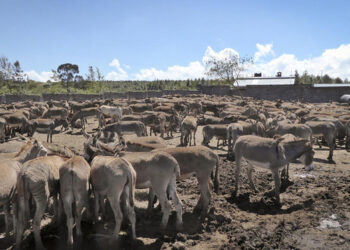 Pakistan all set to export donkey meat, hides to China