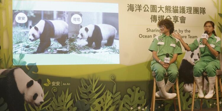 Panda pair doing well at Hong Kong home