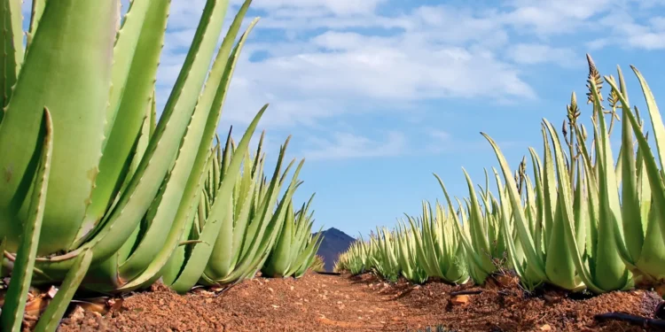 Chinese cultivate medicinal aloe-vera in Pakistan for export