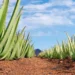 Chinese cultivate medicinal aloe-vera in Pakistan for export
