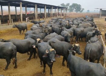 Pakistan exports 10,000 buffalo embryos to China