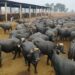 Pakistan exports 10,000 buffalo embryos to China