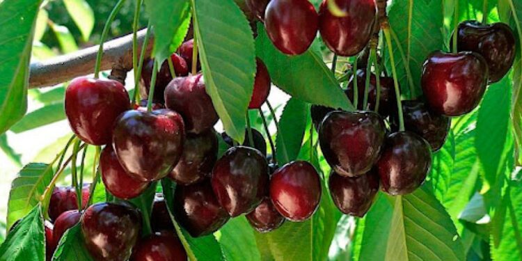 Seminar discusses export of Cherries to China