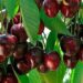 Seminar discusses export of Cherries to China