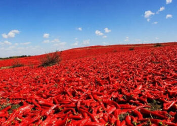 Pakistan-China chili production collaboration
