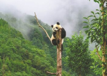Panda Ying Ying’s journey brings lives together