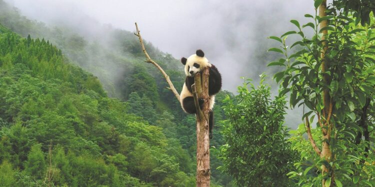 Panda Ying Ying’s journey brings lives together