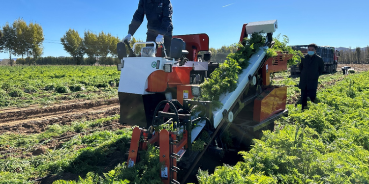 China develops efficient carrot harvesting machine